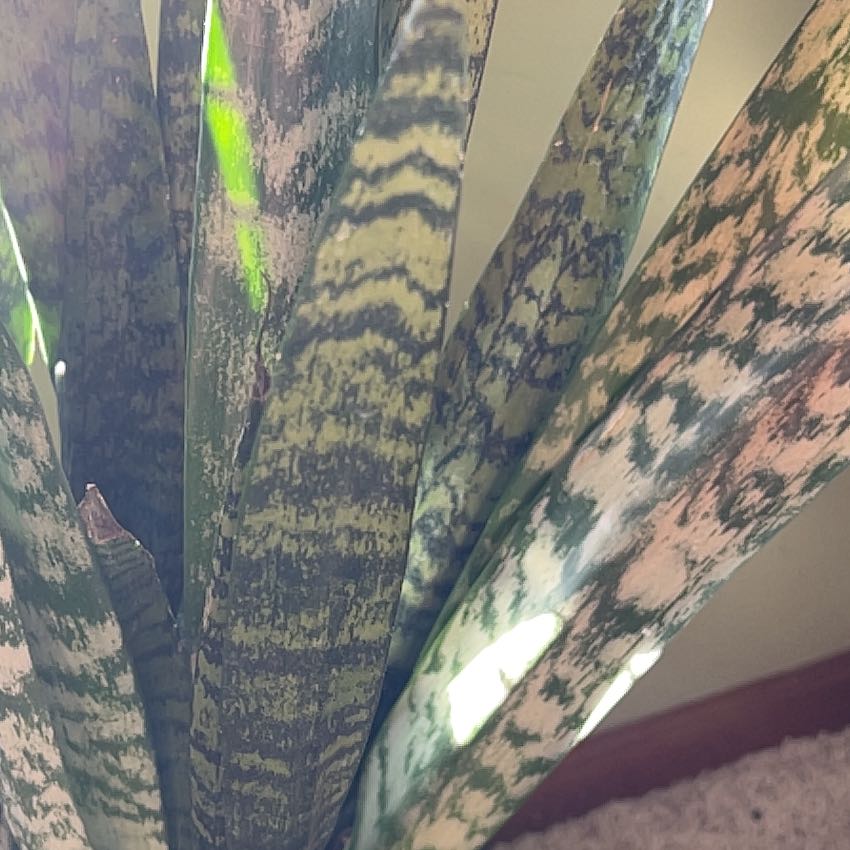 Photo of the plant species Ceylon Bowstring Hemp by @ZanySweetbox53 named Diana on Greg, the plant care app