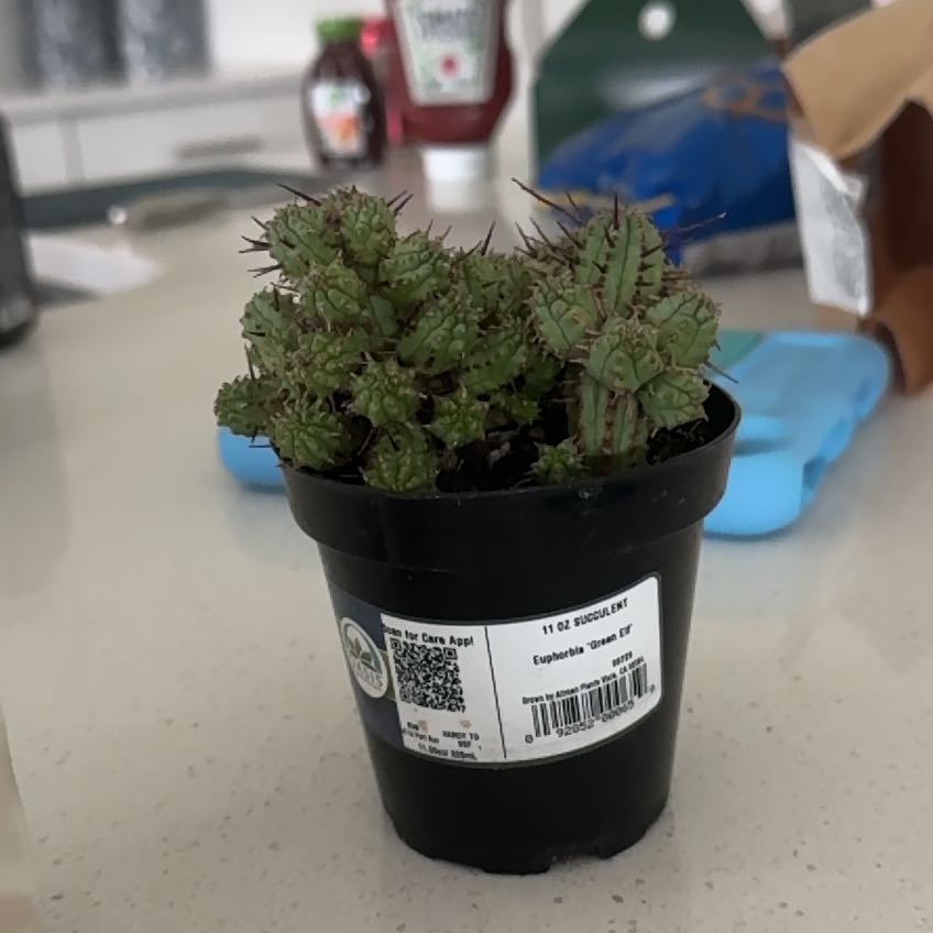 Photo of the plant species Euphorbia 'Green Elf' by @TutorLoquat73 named Scarlett on Greg, the plant care app