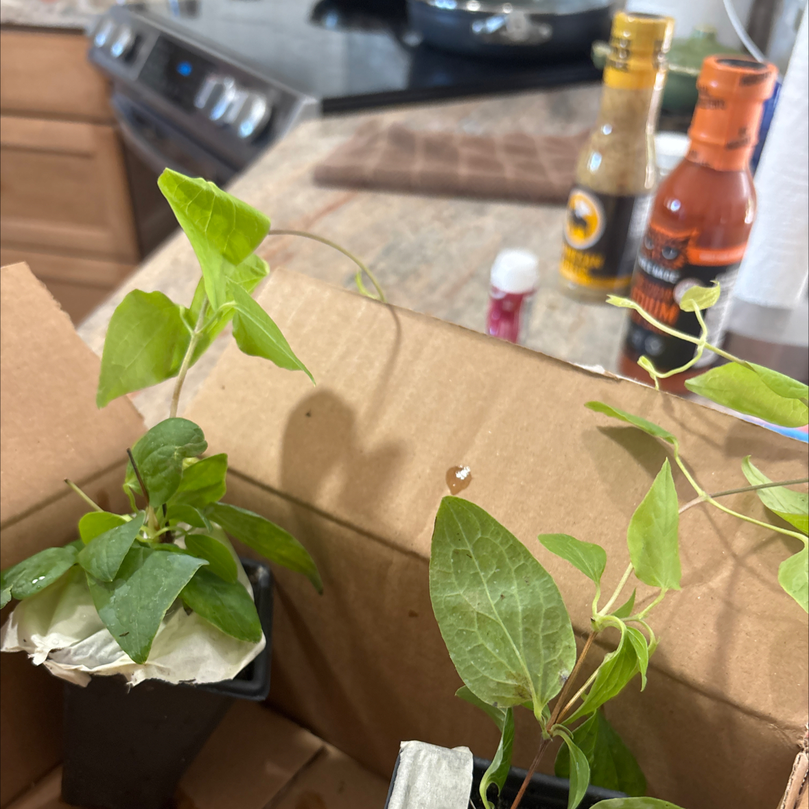 Photo of the plant species Clematis 'Jackmanii Superba' by @ReveredJubaea64 named Tupot amaroot on Greg, the plant care app