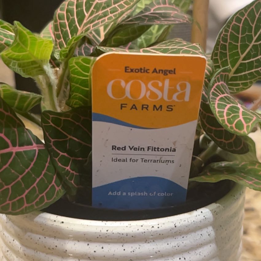 Photo of the plant species Red Vein Fittonia by @SuaveRadish94 named Red on Greg, the plant care app