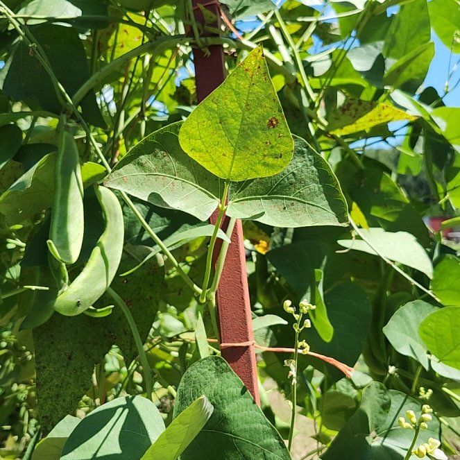 Photo of the plant species Runner Bean by @EnhancedSalsify named Prince on Greg, the plant care app