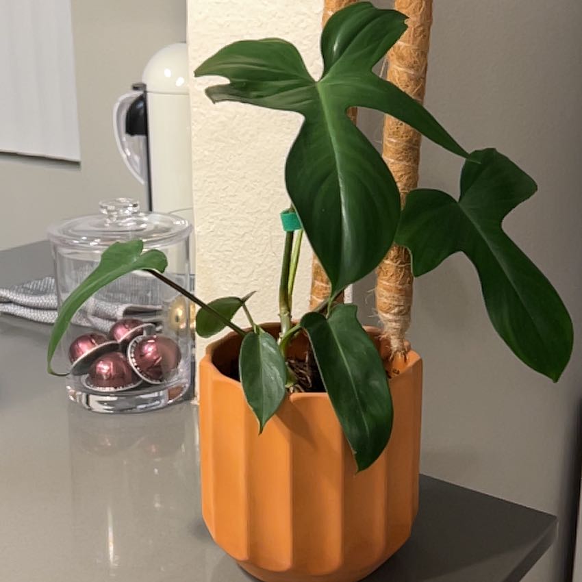 Photo of the plant species Philadendron by @PrimeAvocado89 named Phil on Greg, the plant care app