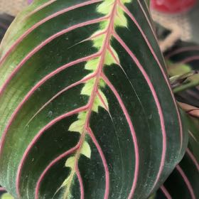 Photo of the plant species calathea ornata by @MindfulBrushbox named Keanu Leaves on Greg, the plant care app