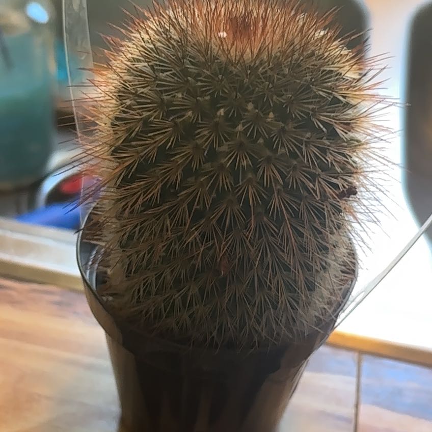 Photo of the plant species Mammillaria spinosissma f. rubrispina by @MindfulBrushbox named Spike Leaves on Greg, the plant care app