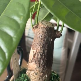 Photo of the plant species Pachira by @MindfulBrushbox named Darwin on Greg, the plant care app