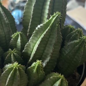 Photo of the plant species Tanzania Zipper Plant by @MindfulBrushbox named Baraka on Greg, the plant care app
