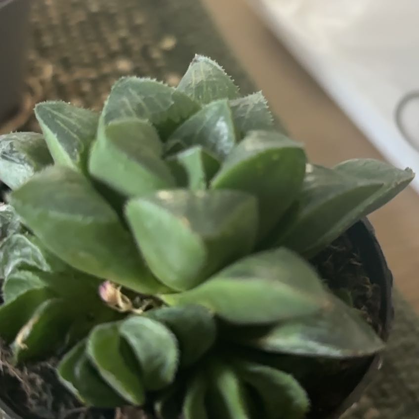 Photo of the plant species Haworthia pygmaea by @MindfulBrushbox named Maya on Greg, the plant care app