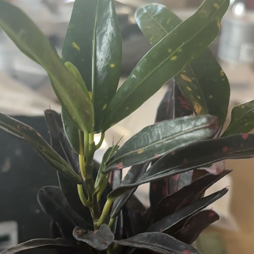Photo of the plant species Mammy Croton by @MindfulBrushbox named Mando on Greg, the plant care app