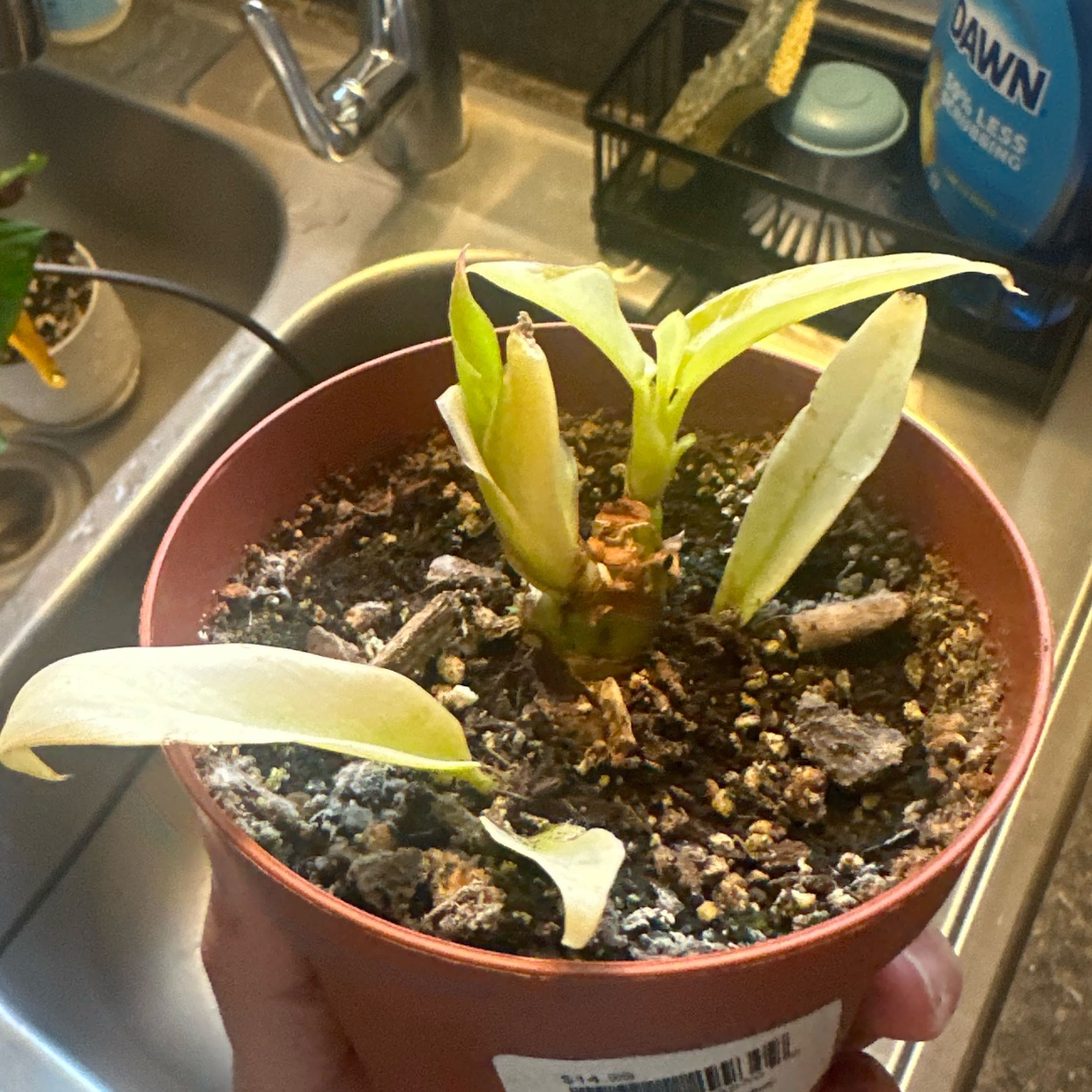 Photo of the plant species Philodendron 'Golden Saw' by @YokeCrabapple79 named Keanu Leaves on Greg, the plant care app