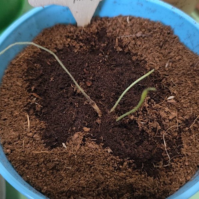 Photo of the plant species Wild Pigeon Pea by @PetGrass0 named Homer Panda on Greg, the plant care app