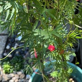 Photo of the plant species Cypress Vine by @LustrousHoya40 named da Vinci on Greg, the plant care app