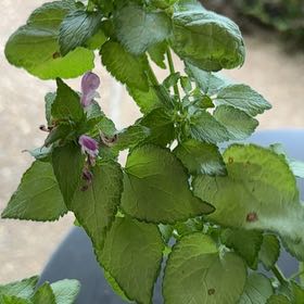 Photo of the plant species Spotted Deadnettle by @TopAlula53 named Robert Plant on Greg, the plant care app