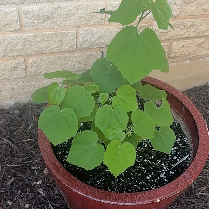 Photo of the plant species Forsythia Sage by @CuddlyChainfern named Gomez on Greg, the plant care app
