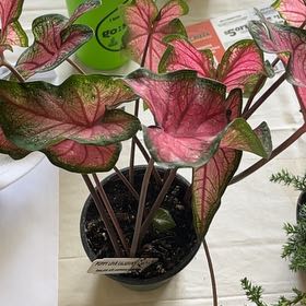 Photo of the plant species Puppy Love Caladium by @ZanyRedhill65 named Demi on Greg, the plant care app