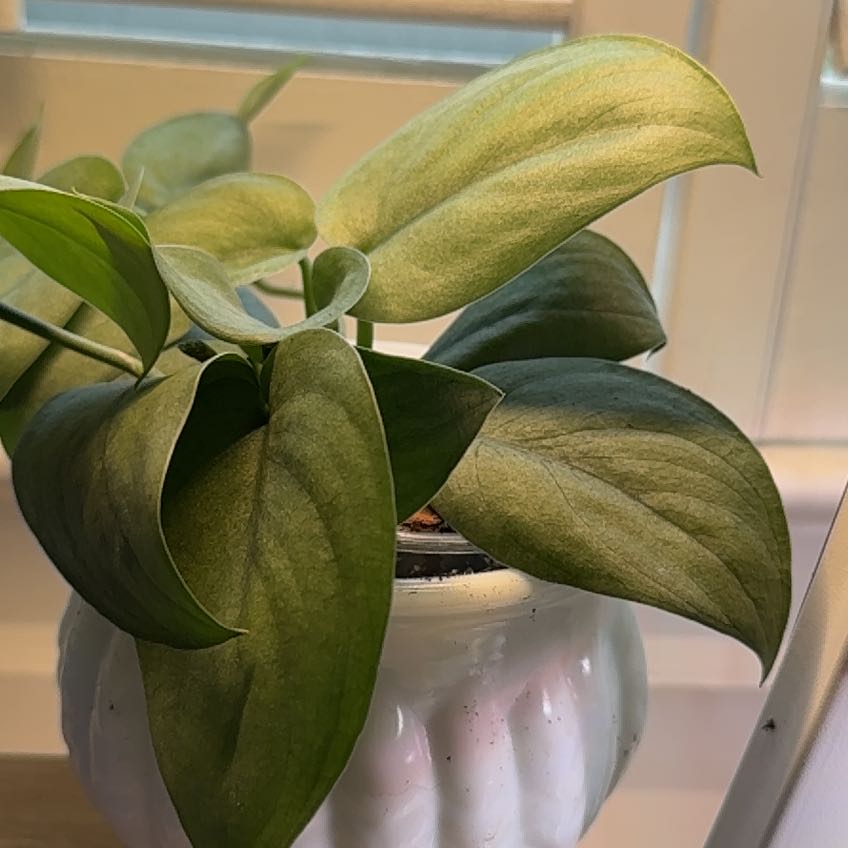 Photo of the plant species Platinum Satin Pothos by @SavantDidelta53 named Kesha on Greg, the plant care app