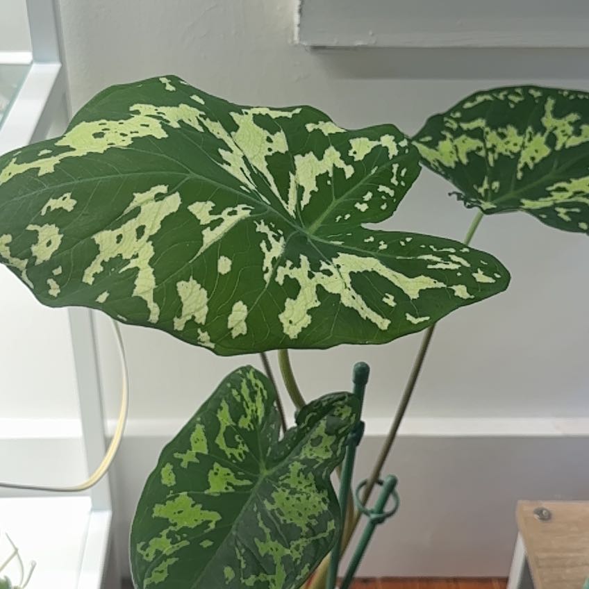 Photo of the plant species Caladium 'Hilo Beauty' by @SavantDidelta53 named Walt on Greg, the plant care app