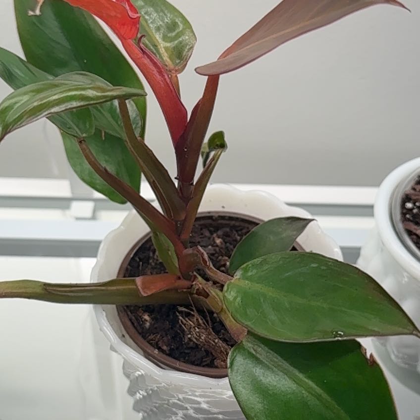 Photo of the plant species Sun Red by @SavantDidelta53 named Sage on Greg, the plant care app