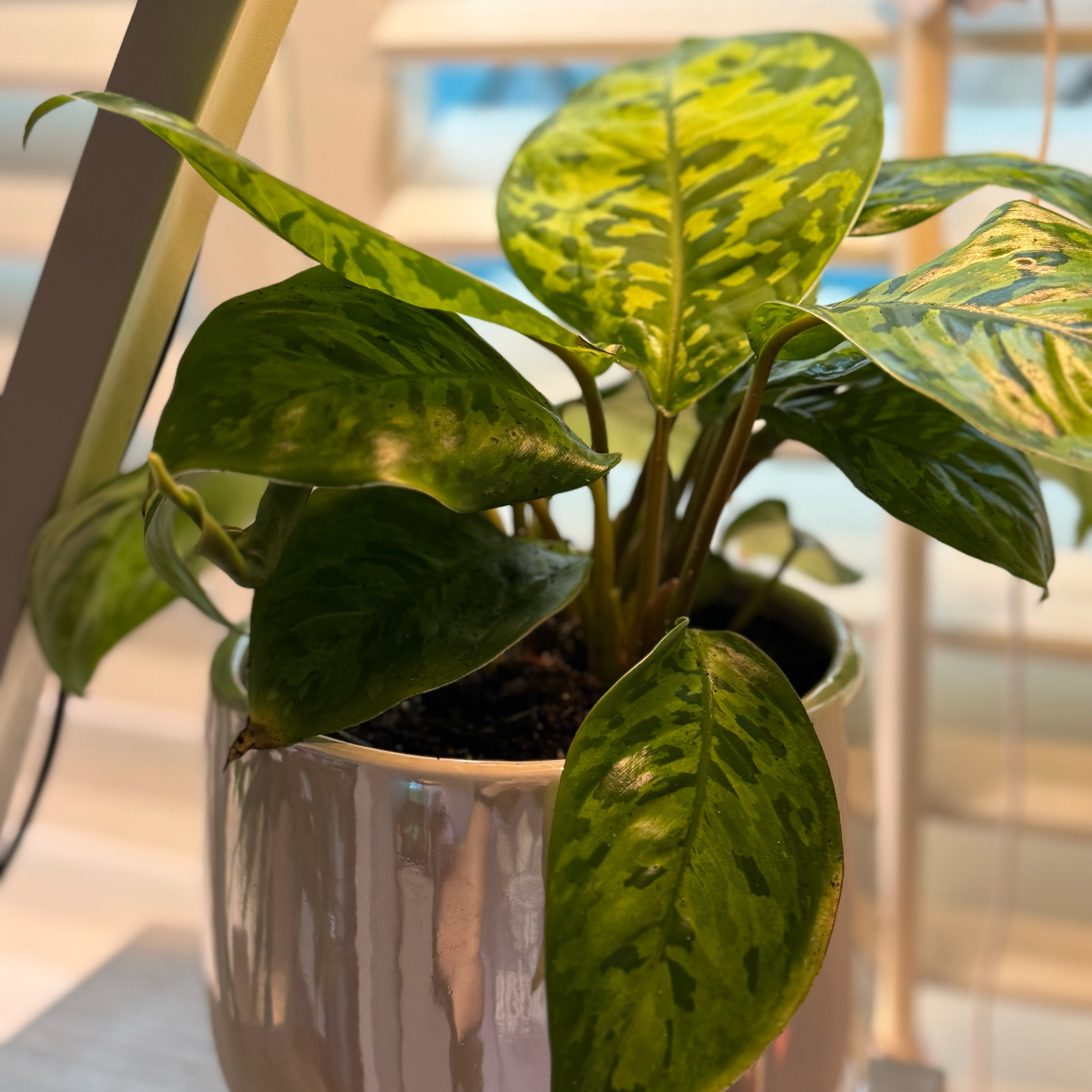 Photo of the plant species Camouflage plant by @SavantDidelta53 named Khaleesi on Greg, the plant care app