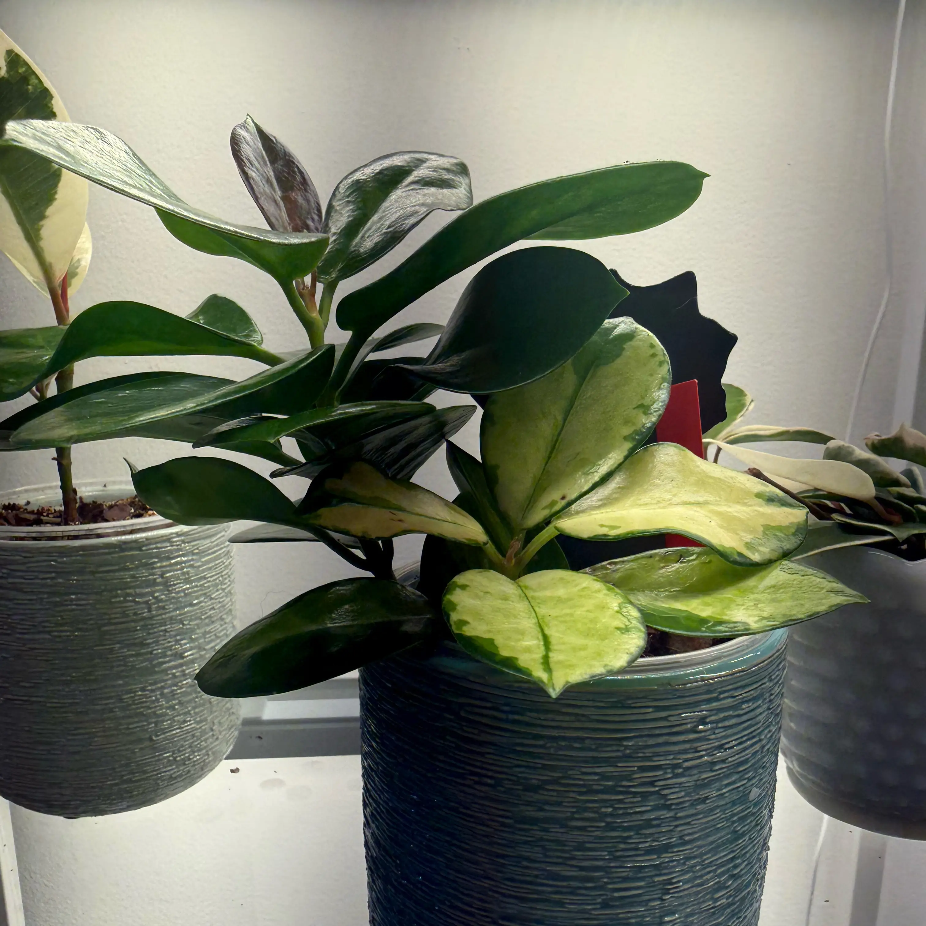 Photo of the plant species Hoya Obovata Variegated by @SavantDidelta53 named Beckham on Greg, the plant care app