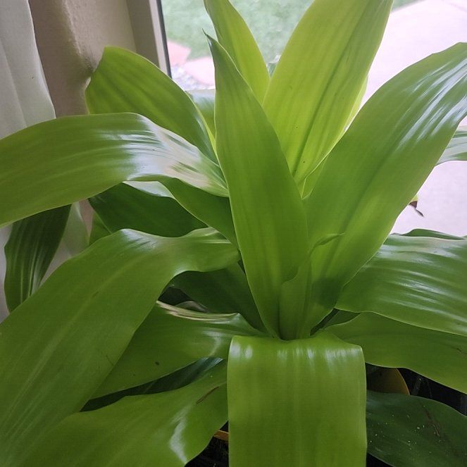 Photo of the plant species Dracaena Limelight by @VitalFilbert38 named Curie on Greg, the plant care app