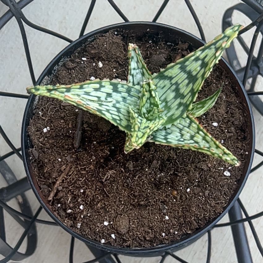 Photo of the plant species Aloe Hybrid by @DecorousNapaea named Keanu Leaves on Greg, the plant care app