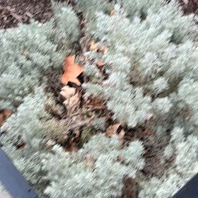 Photo of the plant species Cotton Lavender by @WiredRhodora13 named Kendall on Greg, the plant care app