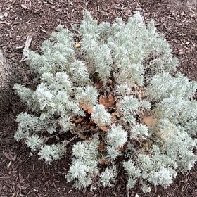 Photo of the plant species Oldwoman by @WiredRhodora13 named Gobi on Greg, the plant care app