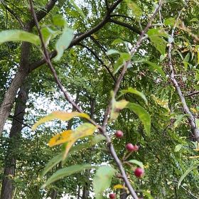 Photo of the plant species Autumn Olive by @ZarfAnise13 named Denali on Greg, the plant care app