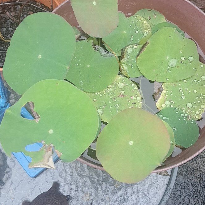 Photo of the plant species Sacred Lotus by @QuirkyMyagrum83 named Surya on Greg, the plant care app