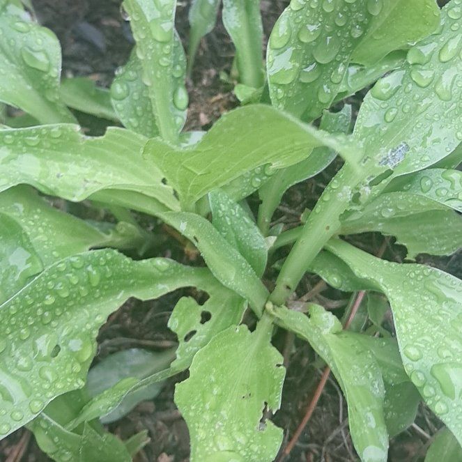 Photo of the plant species Hosta by @QuirkyMyagrum83 named Aristotle on Greg, the plant care app