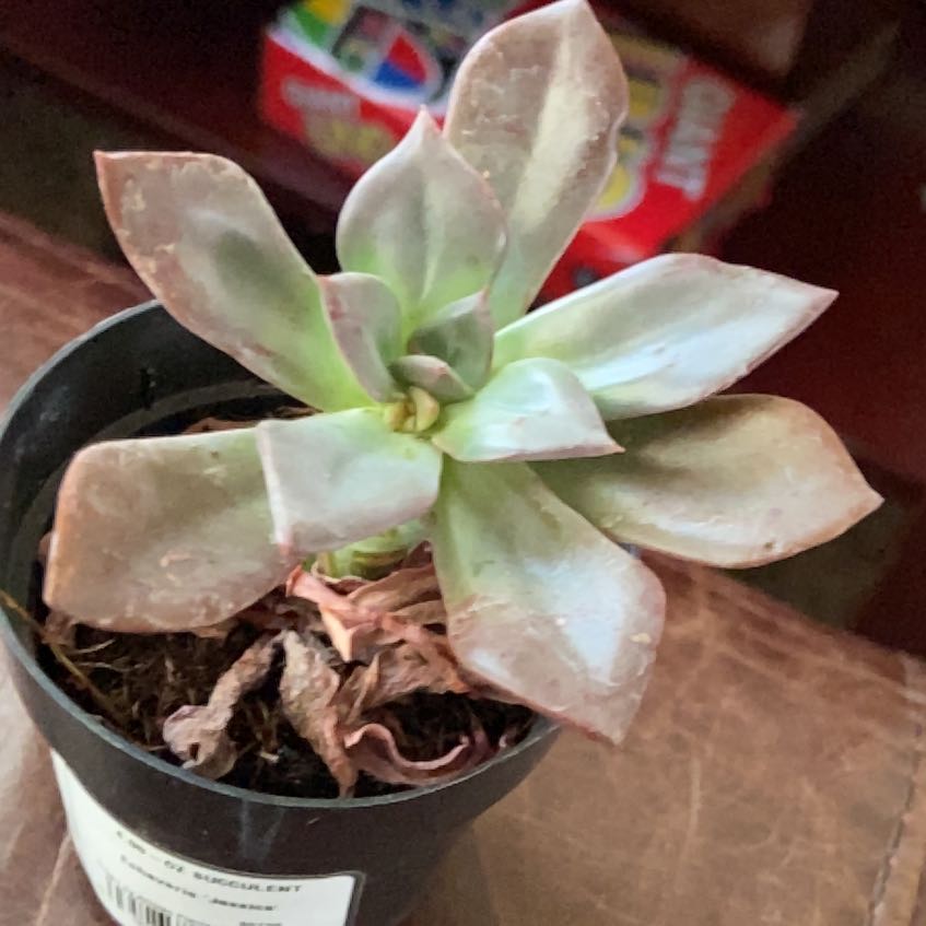 Photo of the plant species Echeveria Jessica by @PoetDuwei94 named Beyonce on Greg, the plant care app
