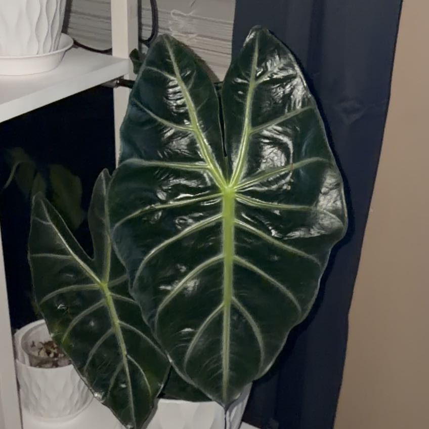 Photo of the plant species Pink Dragon Alocasia by @BDimplez named Gaga on Greg, the plant care app