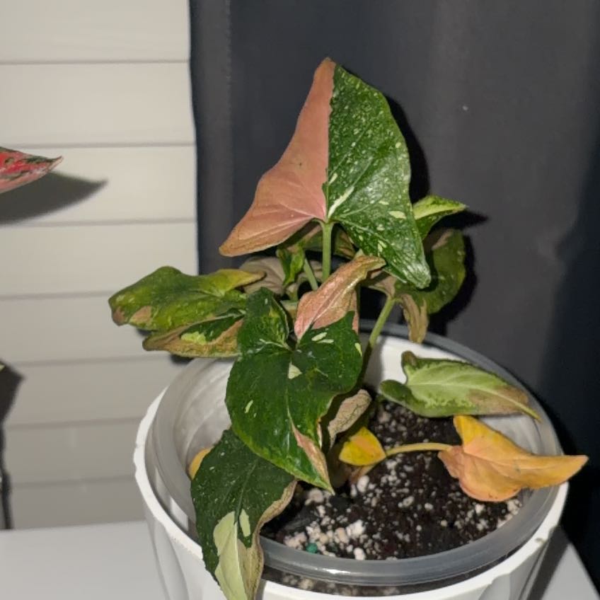 Photo of the plant species Syngonium by @BDimplez named Tri-ke on Greg, the plant care app