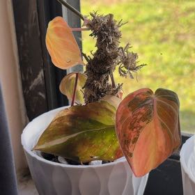 Photo of the plant species Variegated philodendron Pink micans by @BDimplez named Duke on Greg, the plant care app