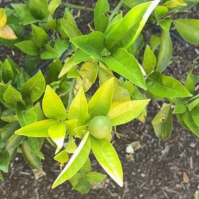 Photo of the plant species Valencia Orange by @EnjoyableCatnip named Eringe on Greg, the plant care app