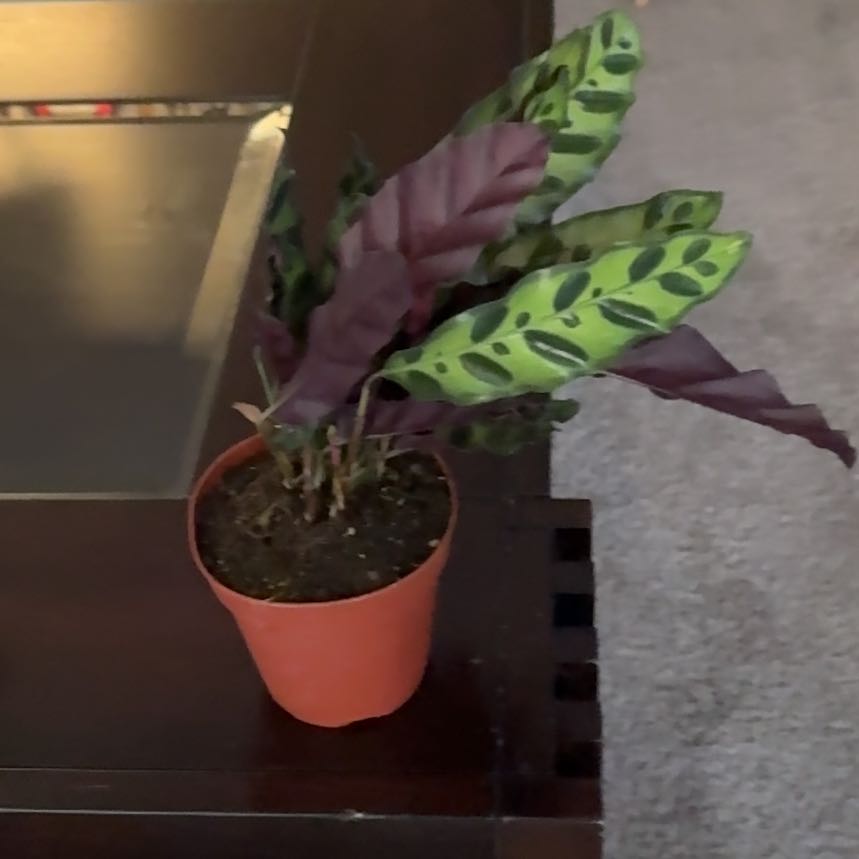 Photo of the plant species Rattlesnake Plant by @SpiffyIcecaps15 named ChloroPhil on Greg, the plant care app