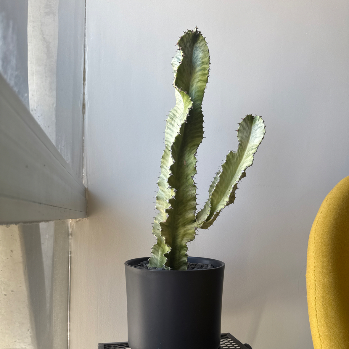 Photo of the plant species Variegated African Candelabra by @ChampChickpea named Mochi on Greg, the plant care app