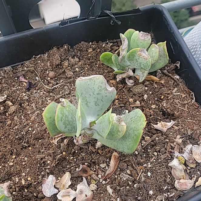 Photo of the plant species Green Pig's Ear by @KeenFern28 named Foxxy on Greg, the plant care app