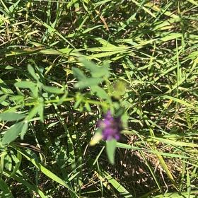Photo of the plant species Alfalfa by @ExoticBibi28 named Elina on Greg, the plant care app
