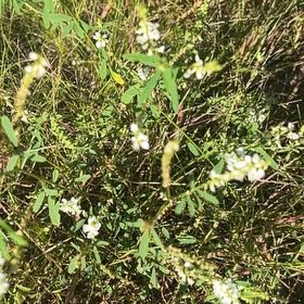 Photo of the plant species Bokhara Clover by @ExoticBibi28 named Captain Plant-it on Greg, the plant care app