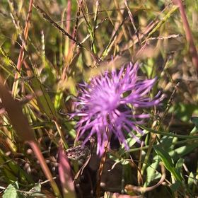 Photo of the plant species Florida Mimosa by @ExoticBibi28 named Kendall on Greg, the plant care app