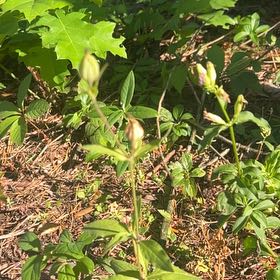 Photo of the plant species Bladder Campion by @ExoticBibi28 named Rosa on Greg, the plant care app