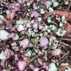 Photo of the plant species Spotted Deadnettle by @ExoticBibi28 named Oscar on Greg, the plant care app