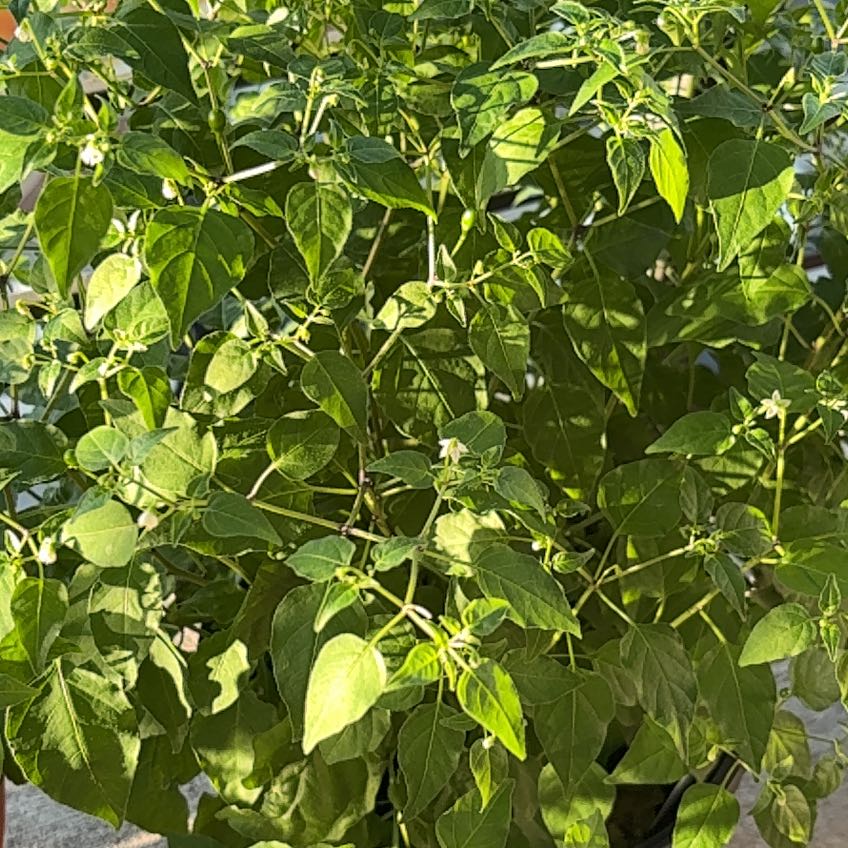 Photo of the plant species Pequin Peppers by @IntenseGrapeivy named Fernie Mac on Greg, the plant care app