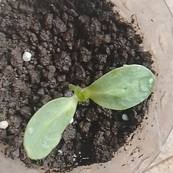 Photo of the plant species Dwarf Sunflower 'Bambino' by @MerryMizuna67 named Harmony on Greg, the plant care app