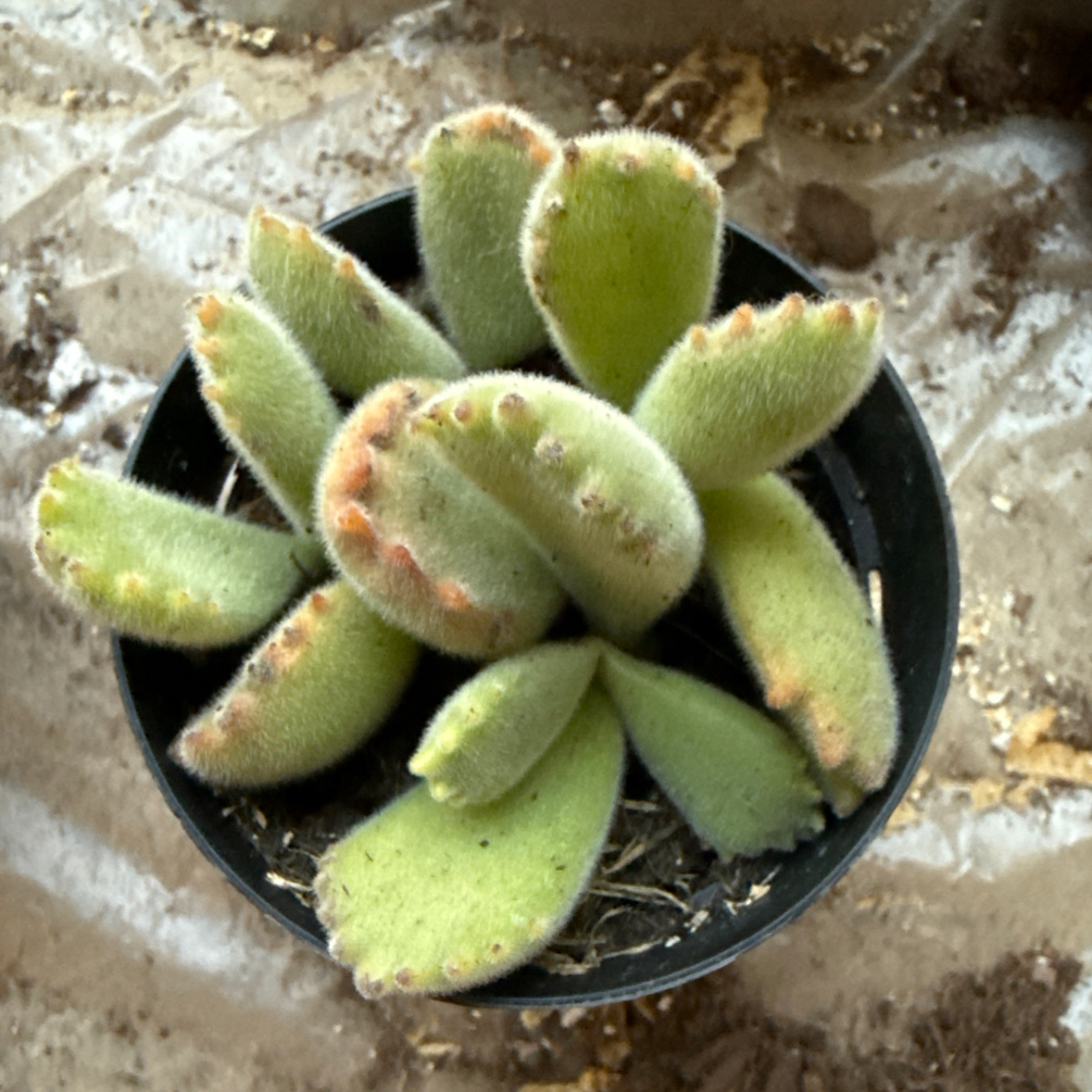 Photo of the plant species Cotyledon ladismithiensis 'Variegata' by @BrotherlyKaro59 named Sonora on Greg, the plant care app
