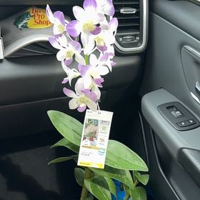 Photo of the plant species Dendrobium Hybrid by @CivicHappyplant named Diana on Greg, the plant care app
