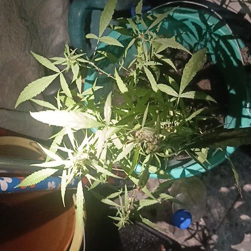 Photo of the plant species Vitex Agnus-Castus by @HotRhubarb82 named Kobe on Greg, the plant care app