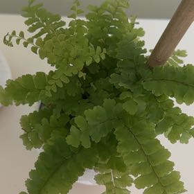 Photo of the plant species Bronze Venus Maidenhair Fern by @LitheSagopalm65 named Bodhi on Greg, the plant care app