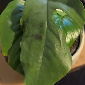 Photo of the plant species Monstera Ginny by @UnruffledHope13 named Osmo on Greg, the plant care app